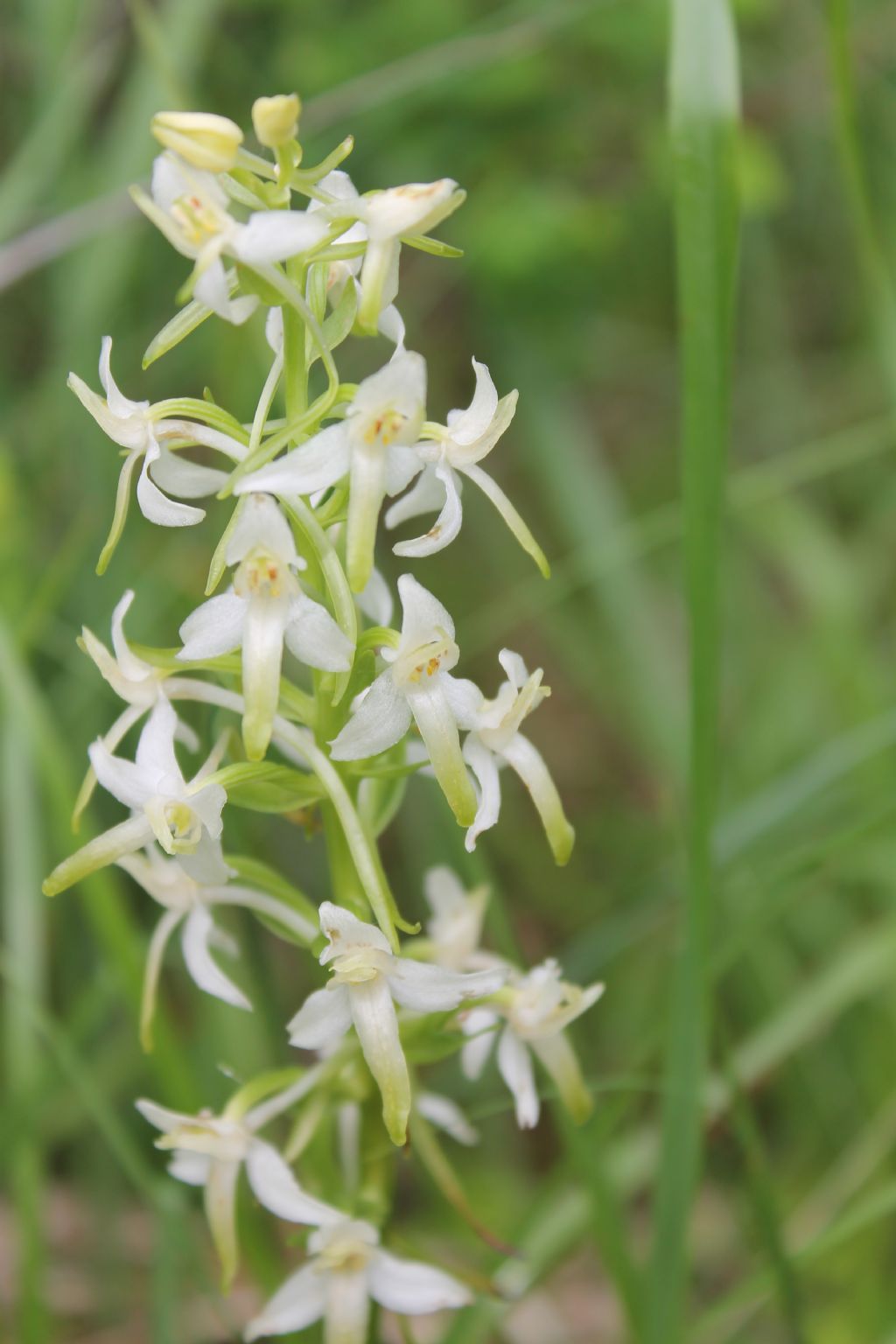 Platanthera bifolia